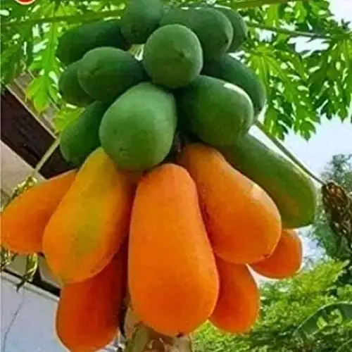 Papaya (Red and Green)