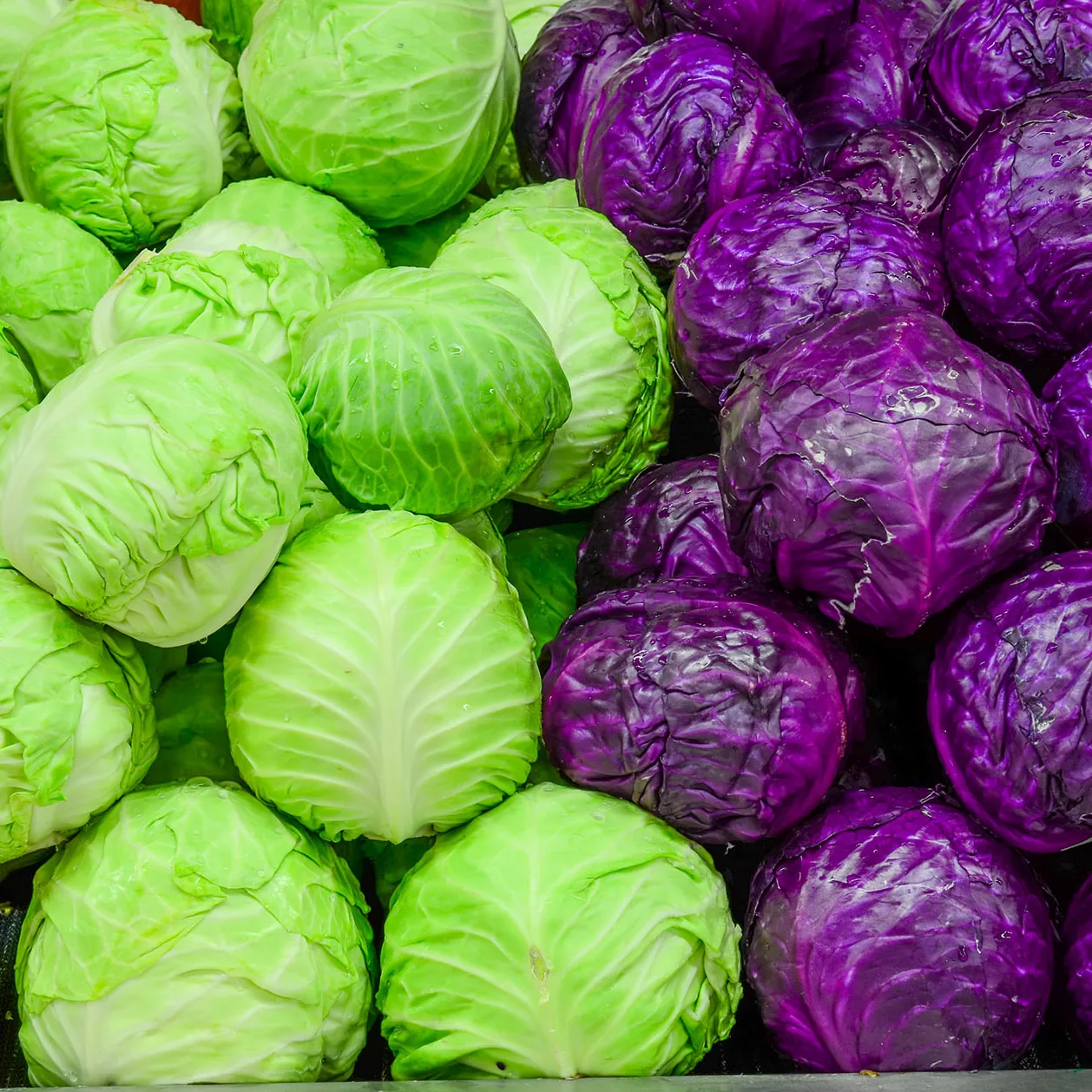 Cabbage